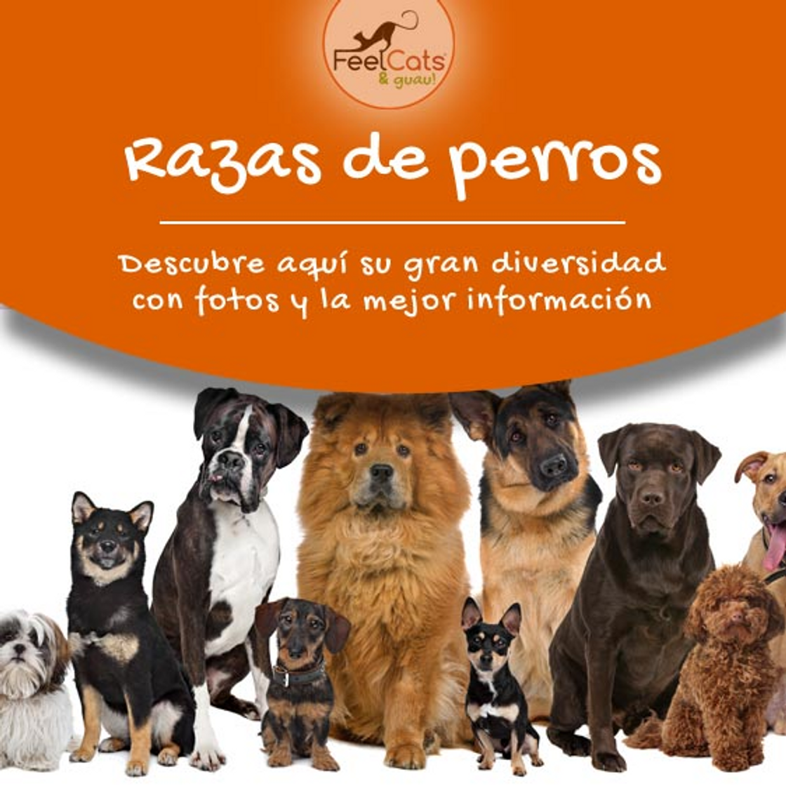 Fashion Información razas de perros