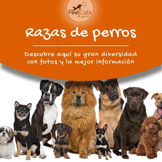 Información razas de perros