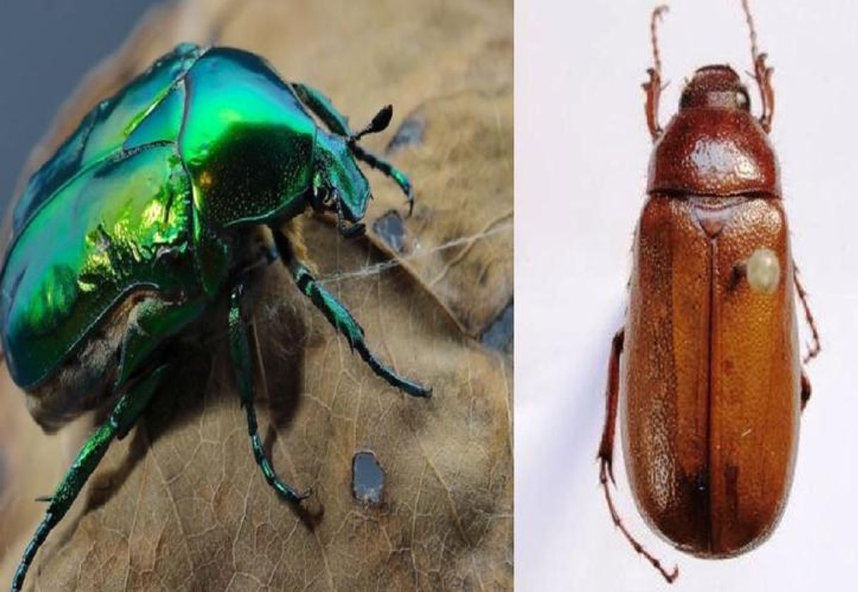 Social Insectos que abundan por lluvias de mayo y junio en Yucatán
