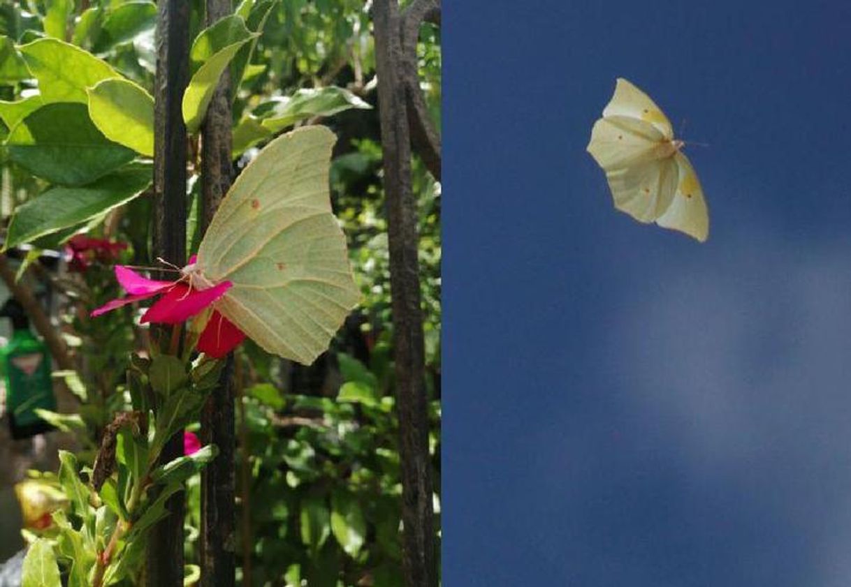 Moda Migración de Mariposas en Yucatán