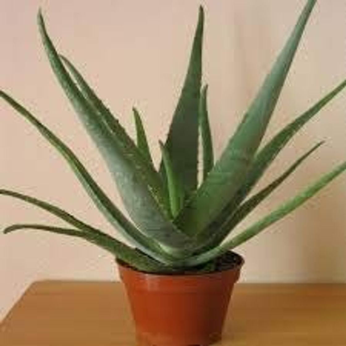 Product Planta Aloe Vera Natural Eco Maceta 11 cm PORTES GRATIS