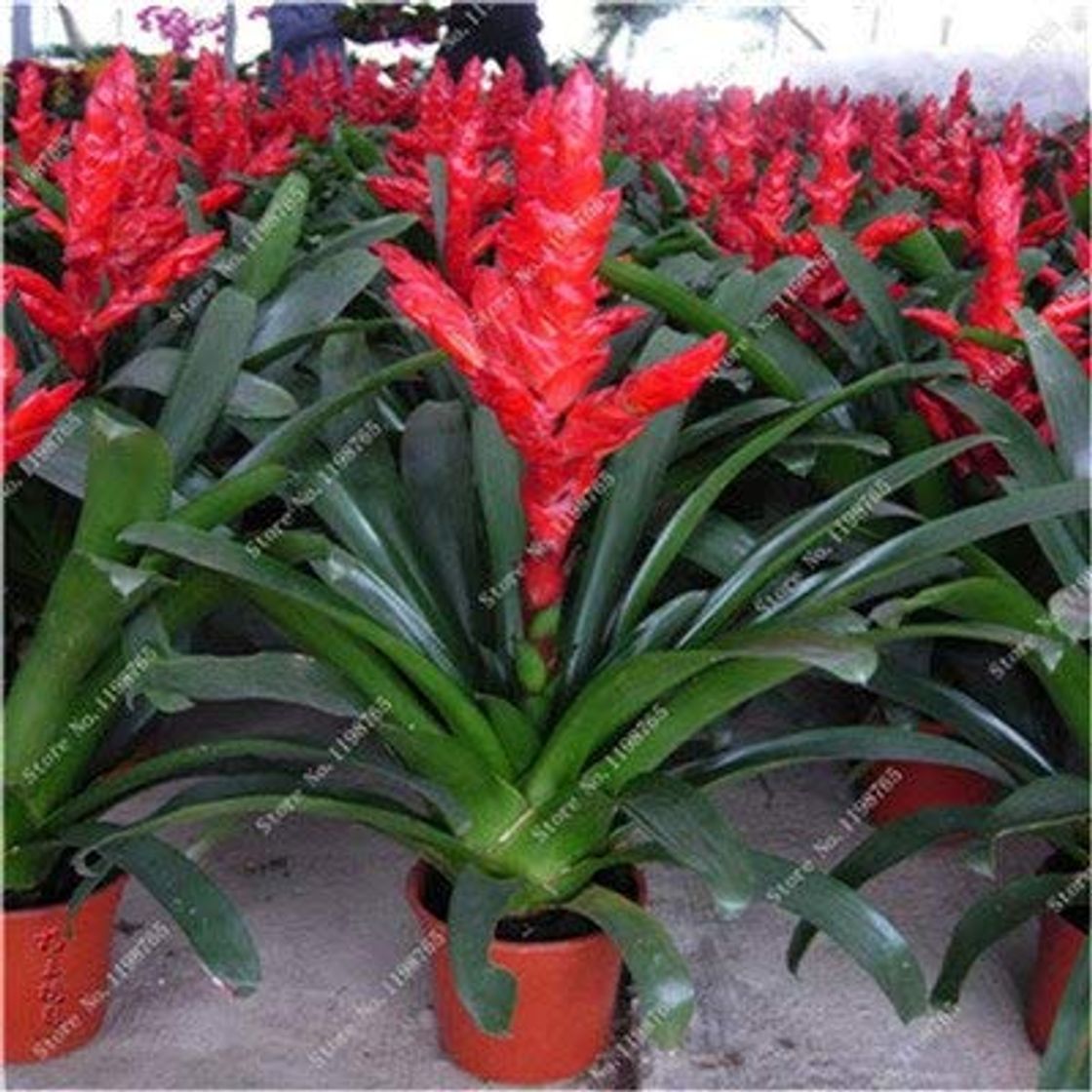 Places prime vista Best-Selling 100 unids Cactus Bromelia Suculenta Raras Bonsai JardÃ­n de