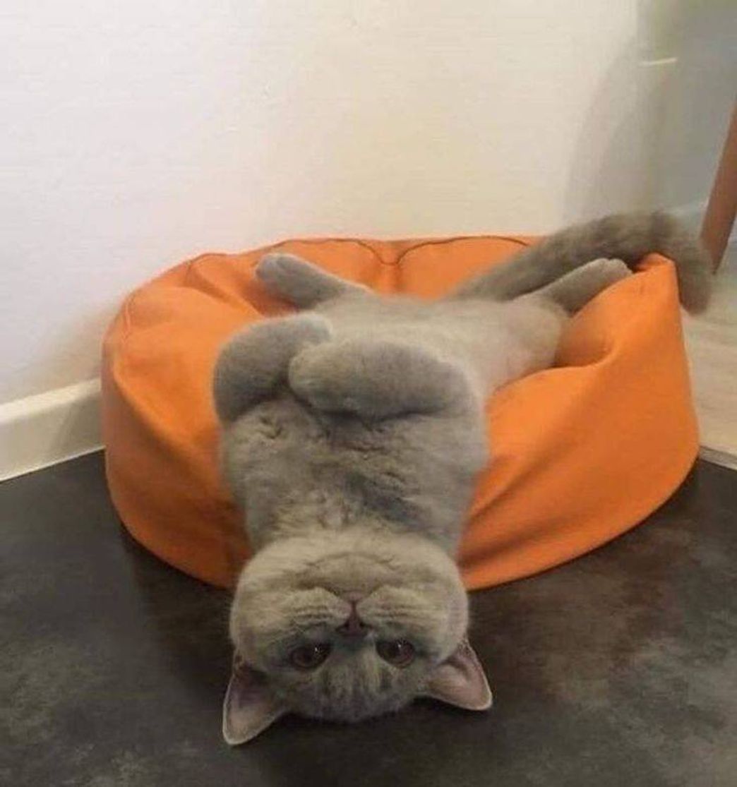 Social 🐱