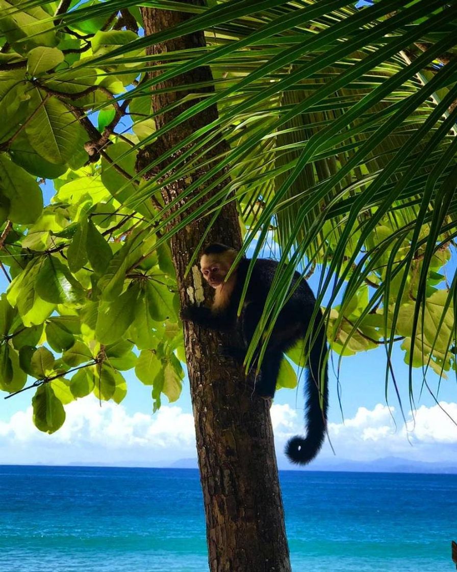 Place Manuel Antonio National Park