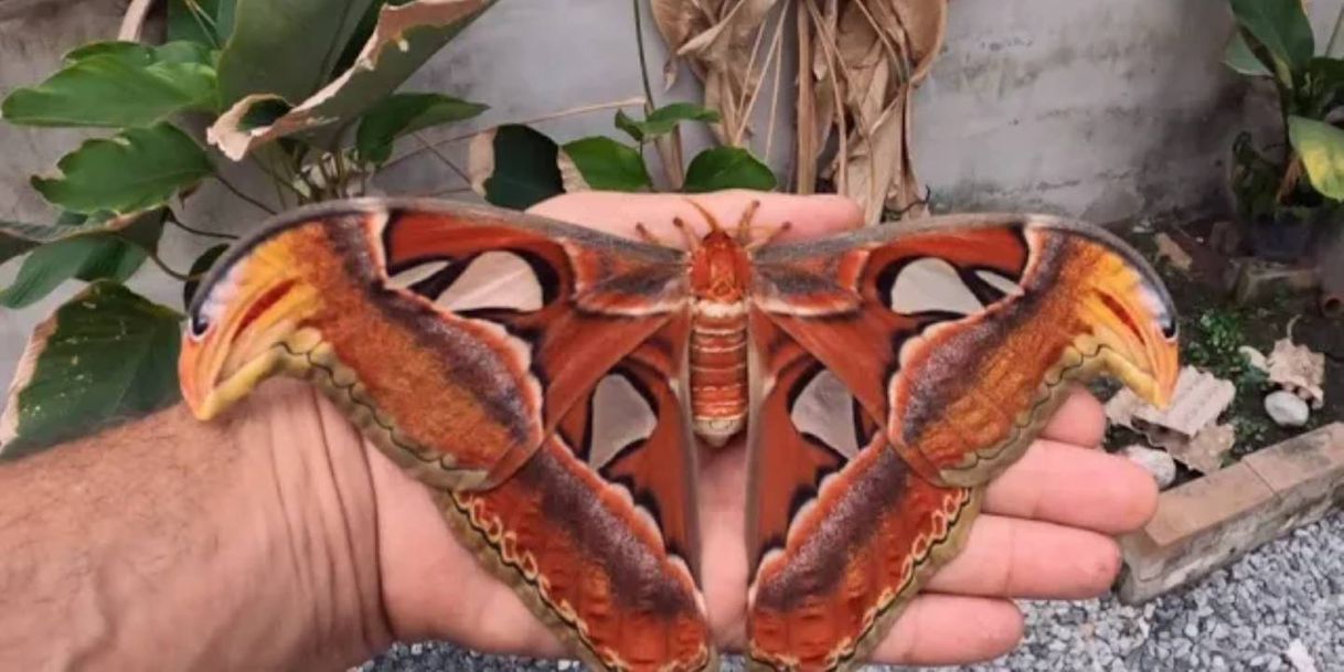 Fashion Las mariposas más grandes del mundo