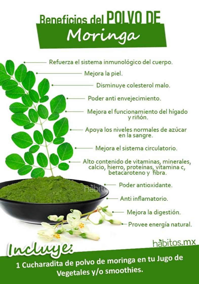 Fashion Estos son algunos de los beneficios de la MORINGA.