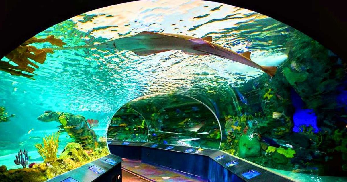 Place Acuario de Ripley