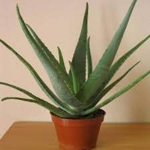 Planta Aloe Vera Natural Eco Maceta 11 cm PORTES GRATIS