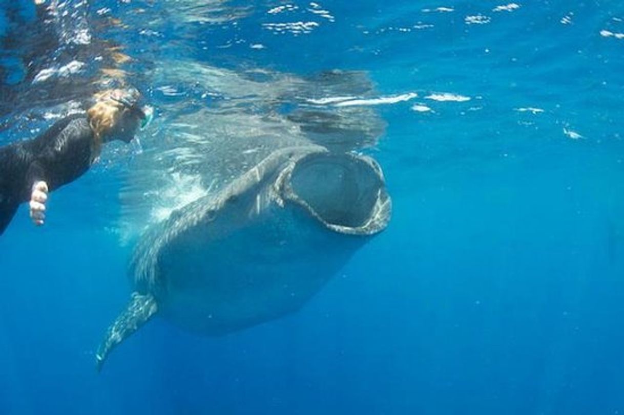 Lugar Holbox Whale Shark Tours