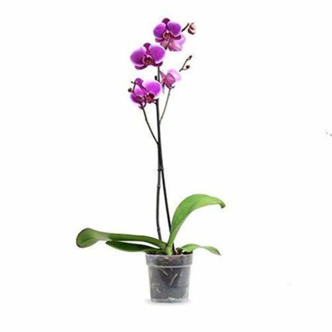 Social Orquídea Phalaenopsis