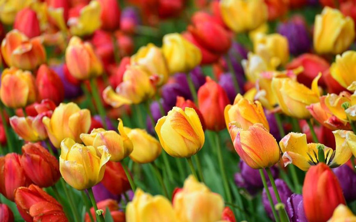 Social Tulipas 🌷