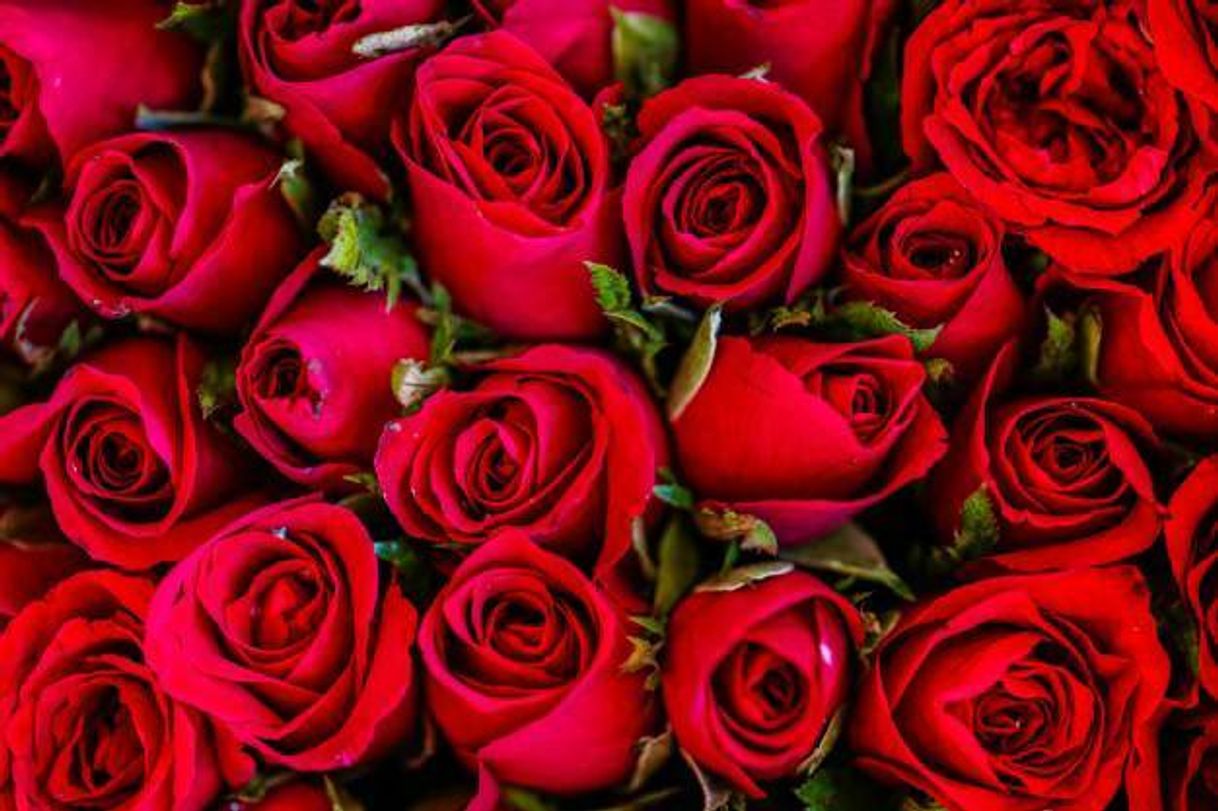 Social Rosas 🌹