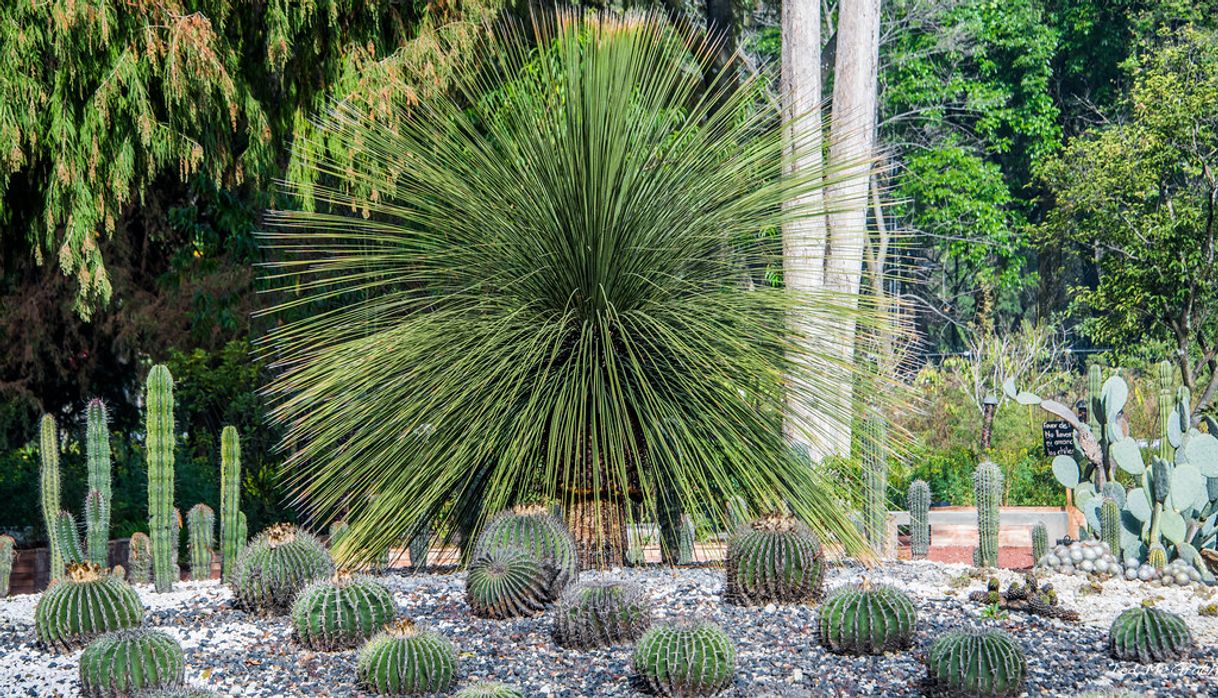 Place Jardín Botánico del Bosque de Chapultepec