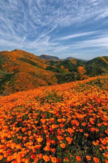 Poppy Heaven