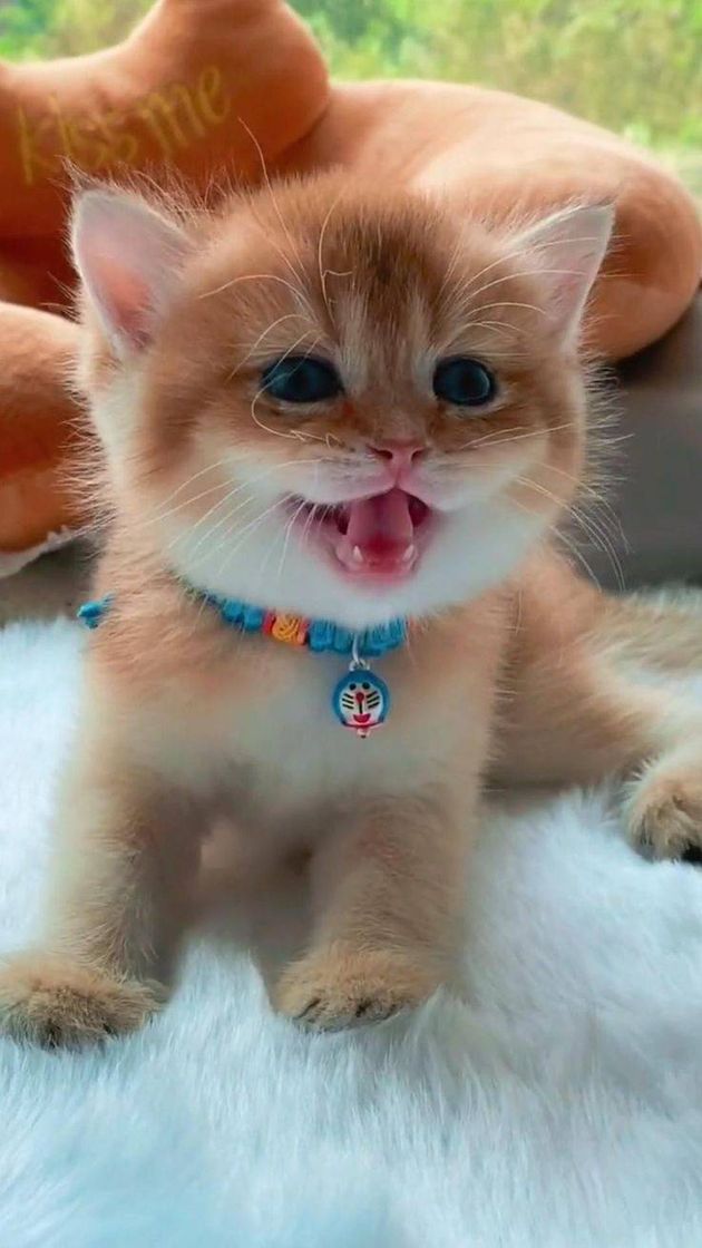 Moda Cat 😻