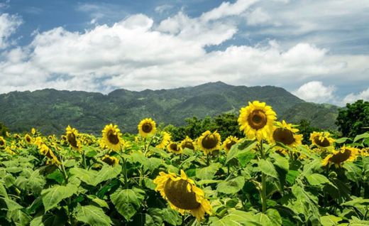 Finca Los Girasoles, Esquipulas