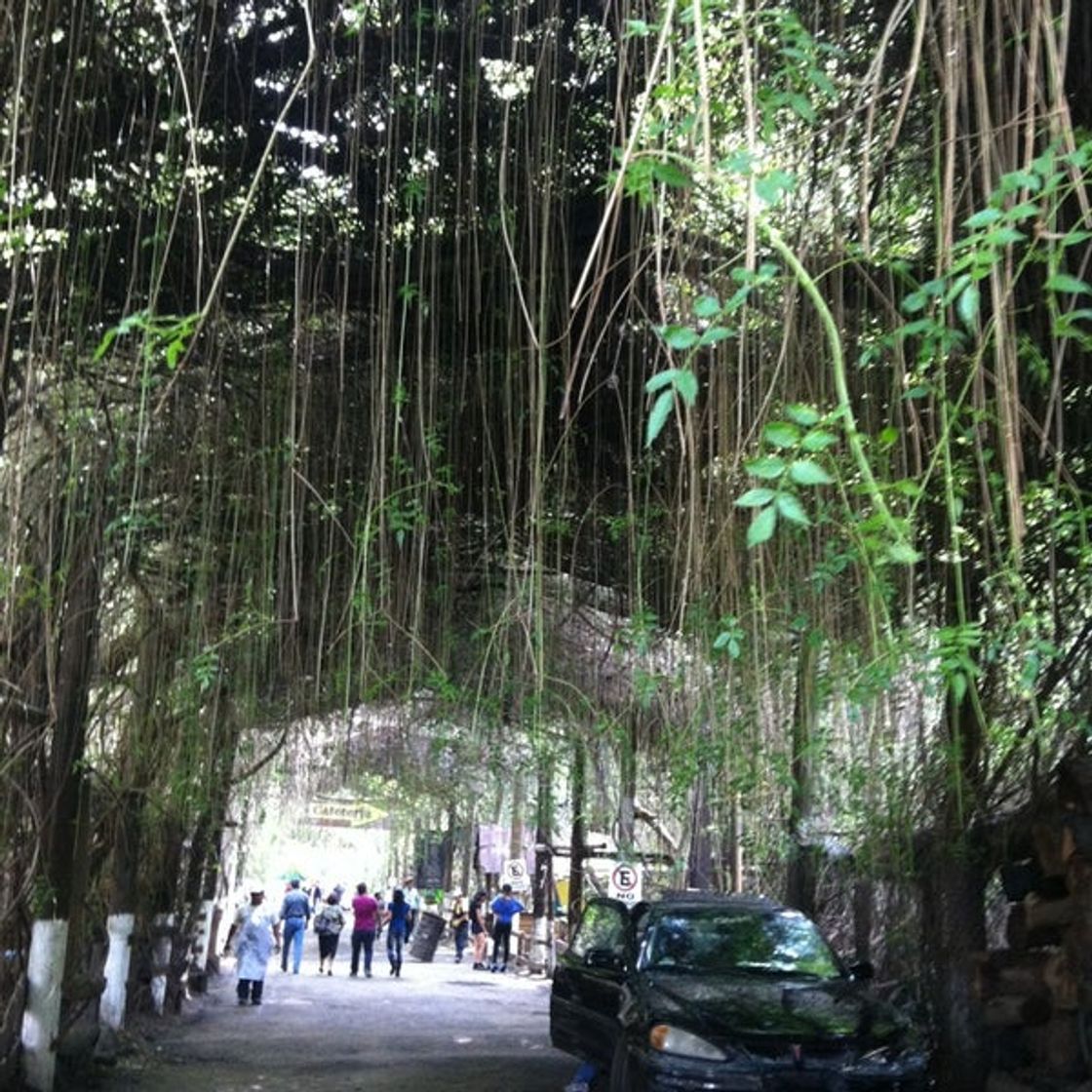 Barbacoa La Purificación Texcoco