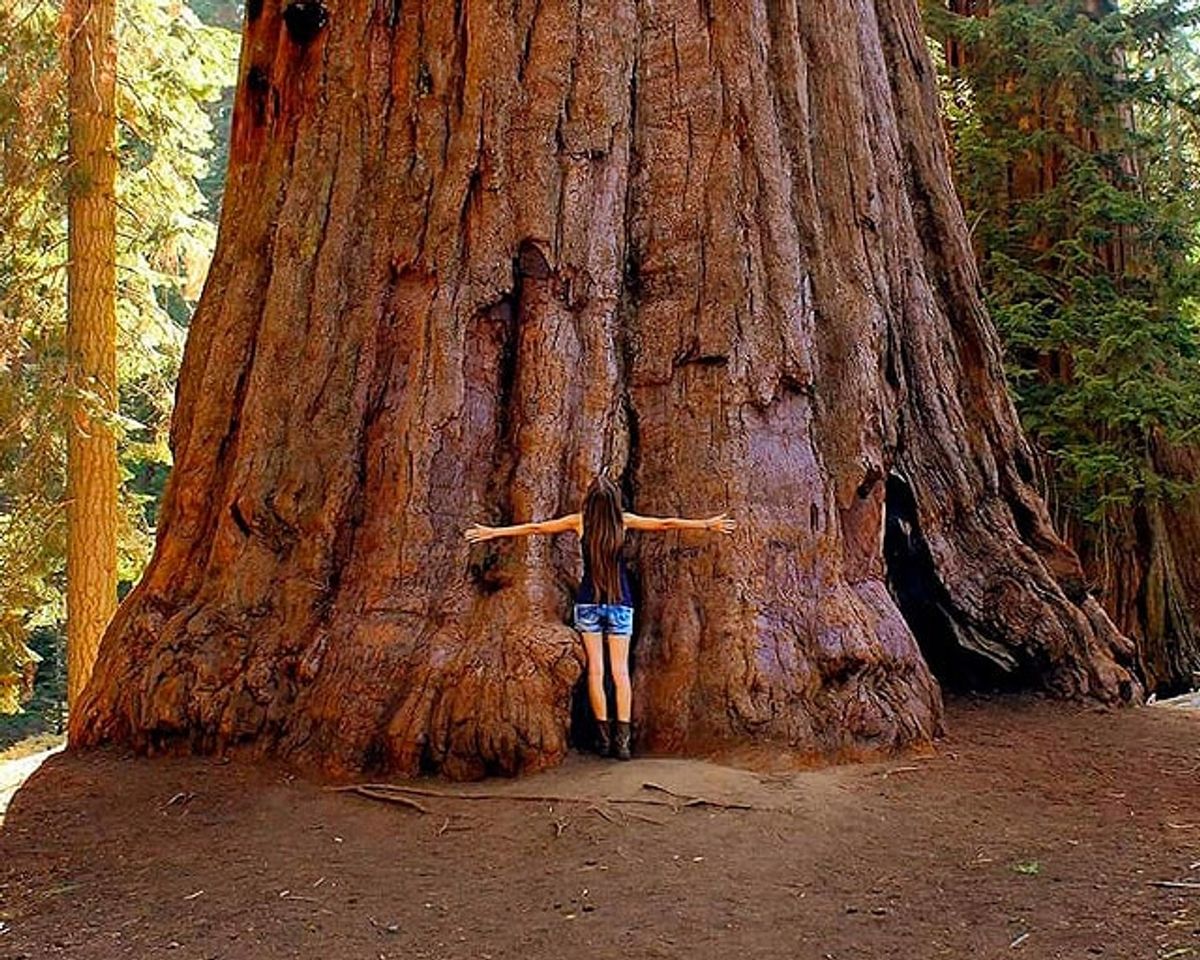 Lugar Sequoia National Park