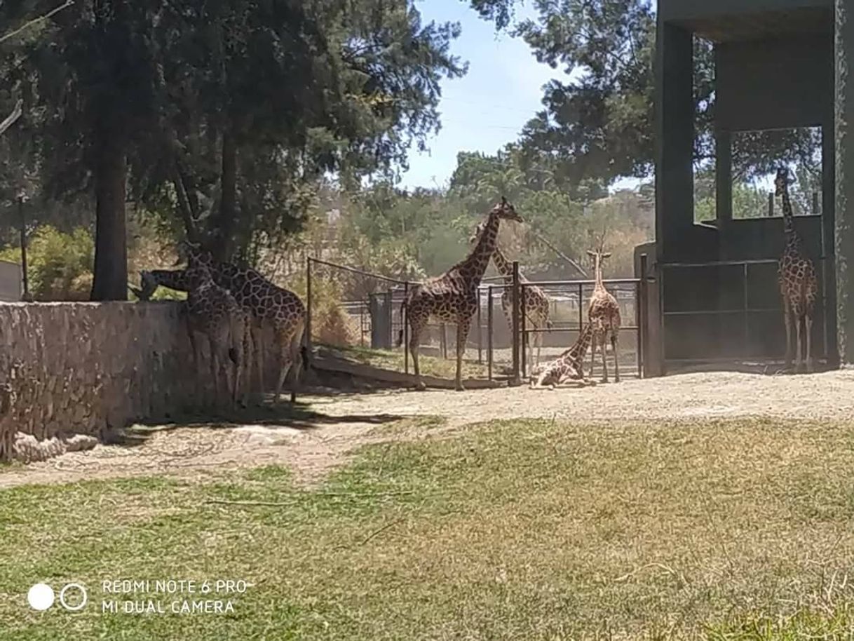 Lugar Zoológico Guadalajara