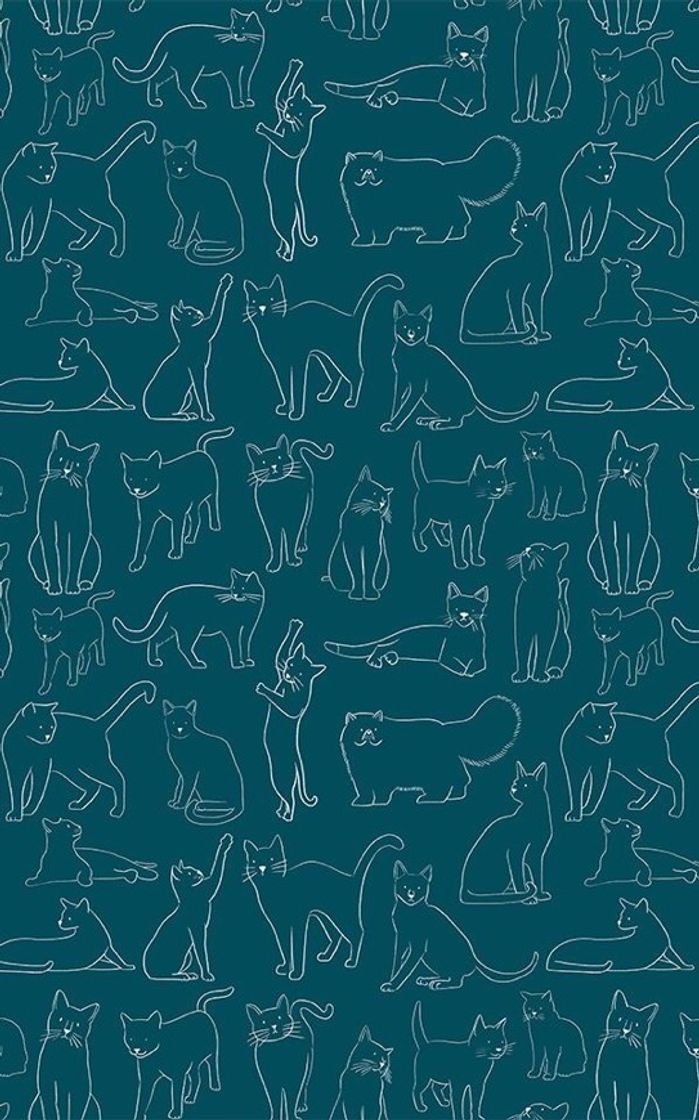 Social gatinhos