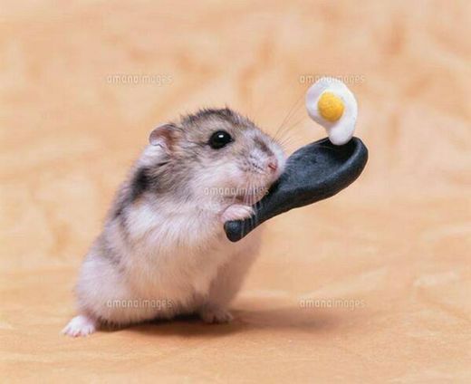 hamster assando ovo