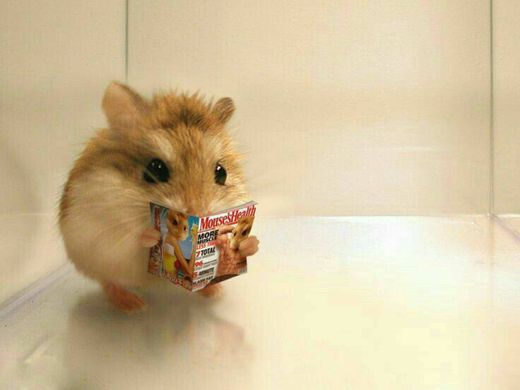 hamster lendo revista