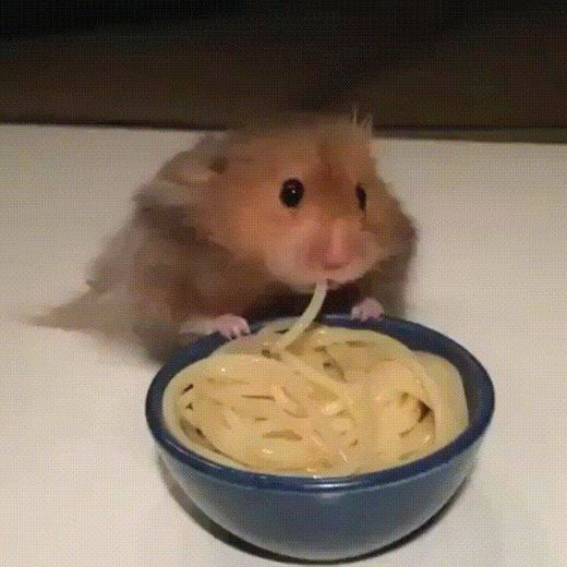 hamster comendo miojo