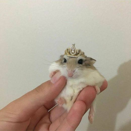 hamster princesa