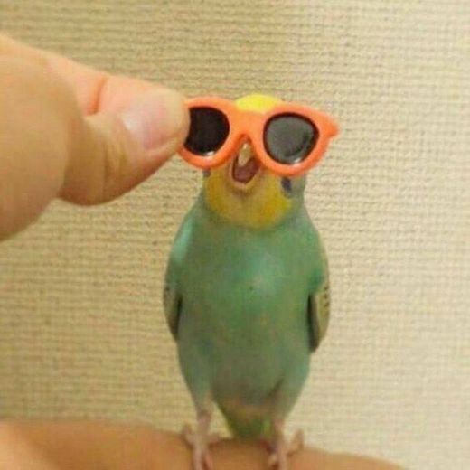passarinho com oculos