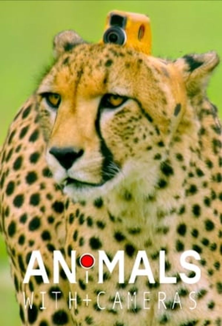 Serie Animales con camaras