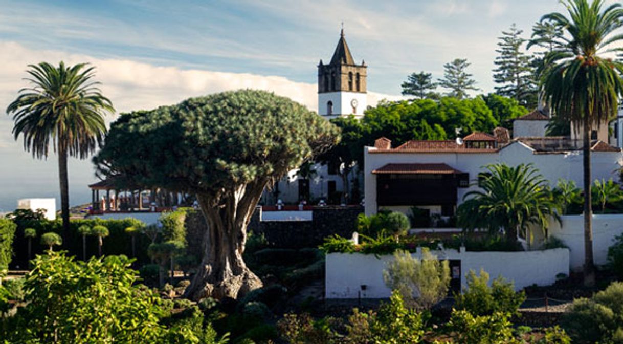 Place Icod de los Vinos