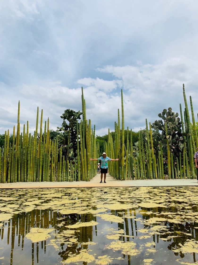 Lugar Jardín Etnobotánico de Oaxaca