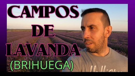 Campos de lavanda.