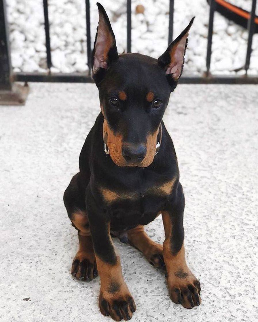 Moda Doberman bebe