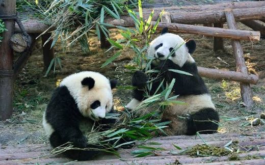 Zoológico de Chapultepec