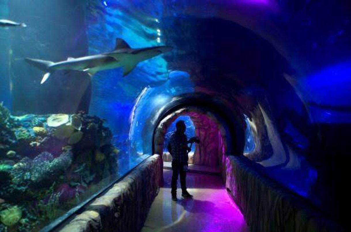Place Acuario Inbursa