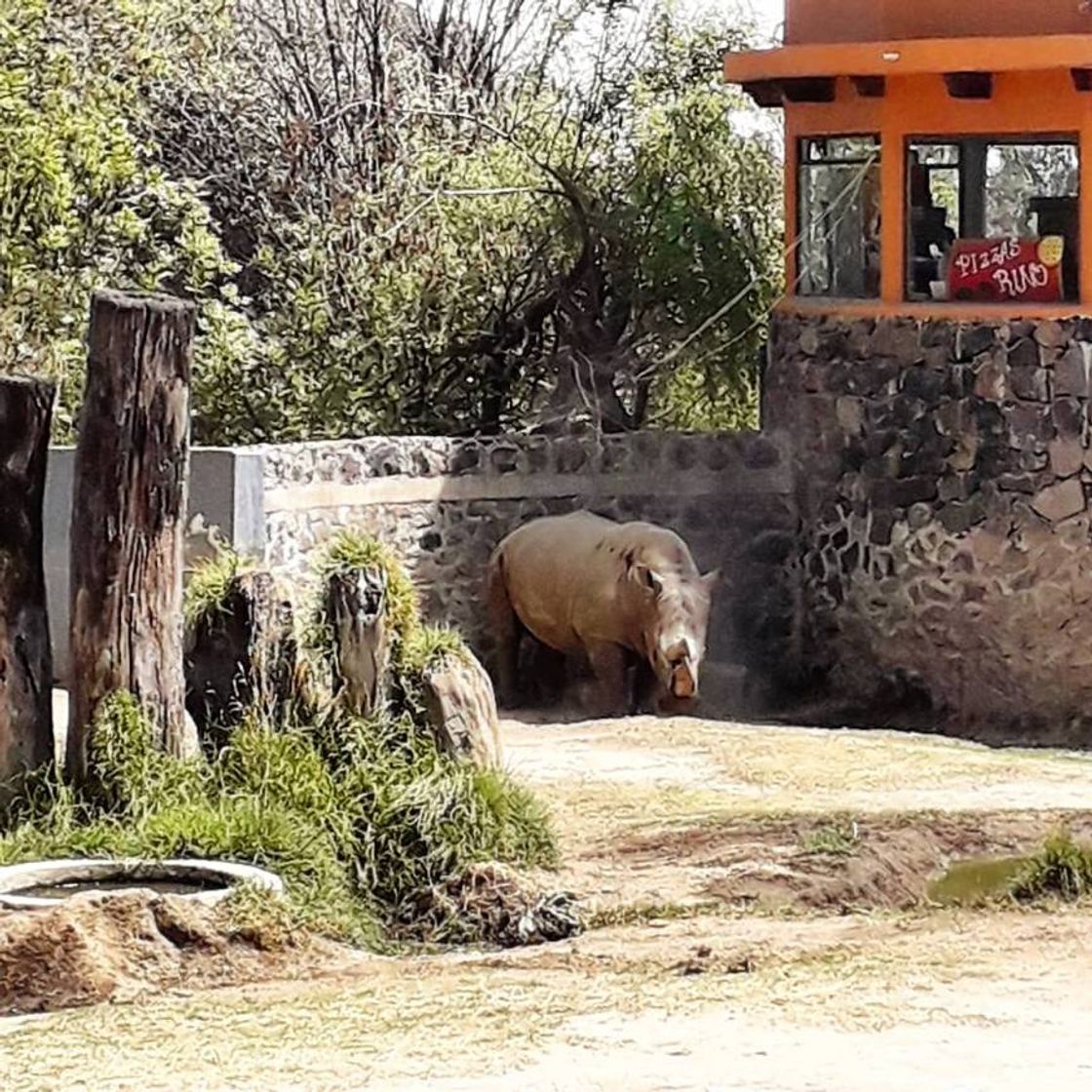 Lugar Zoológico de Zacango 🦁🐯🦝🦍