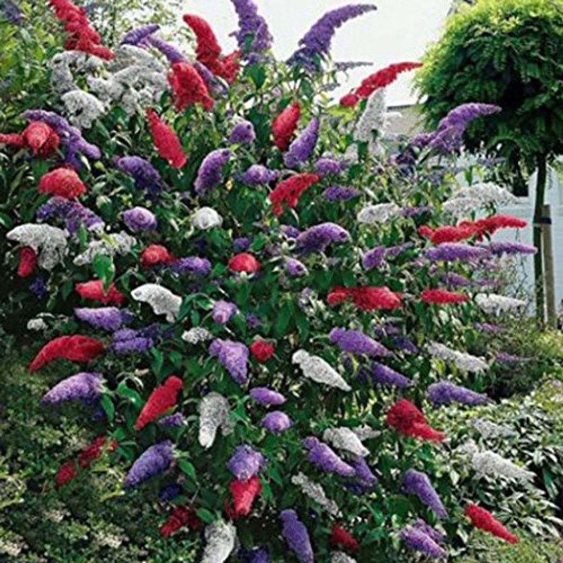 Ncient 20 Semillas de Buddleia Arbusto de Mariposas Butterfly Bush Semillas Flores Raras Plantas Bonsai para Jardín Balcon Interior y Exteriores