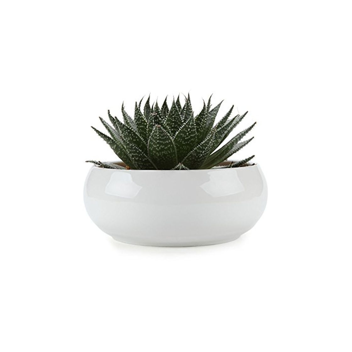 T4U Conjunto de 1 Ceramica Blanca Plaza Diseño Simple Cerámicos Planta Maceta Suculento Cactus Planta Maceta Planta Contenedor Vivero Maceta Macetas de jardín Macetas Envase