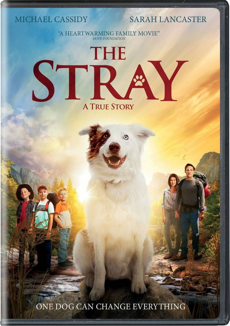 The stray 