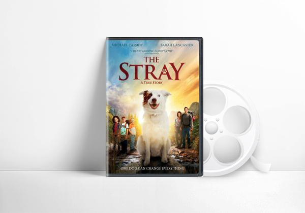 Película The stray 