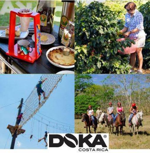 Doka Estate Costa Rica Coffee Tour & Plantation