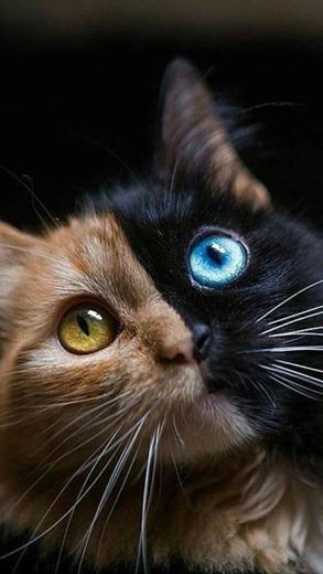 Fotos de gatinhos fofos