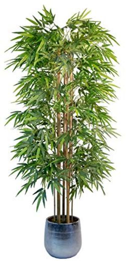 Maia Shop Bambú Cañas Naturales, Ideal para Decoración de Hogar, Árbol, Planta