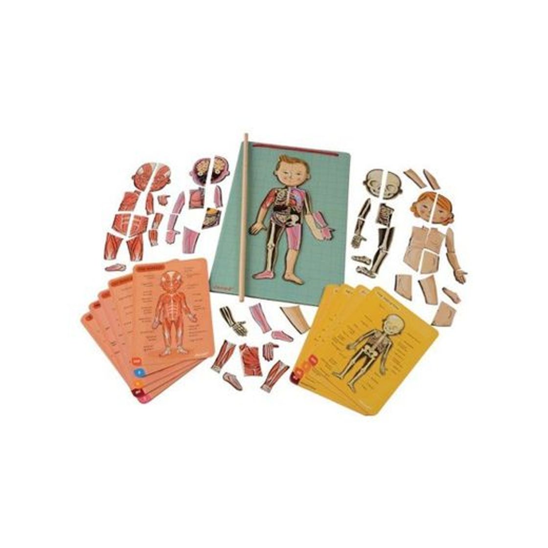 Product Janod- Imán Juego Educativo del Cuerpo Humano-Anatomía, Organos, Esqueleto, Músculos 76 Piezas