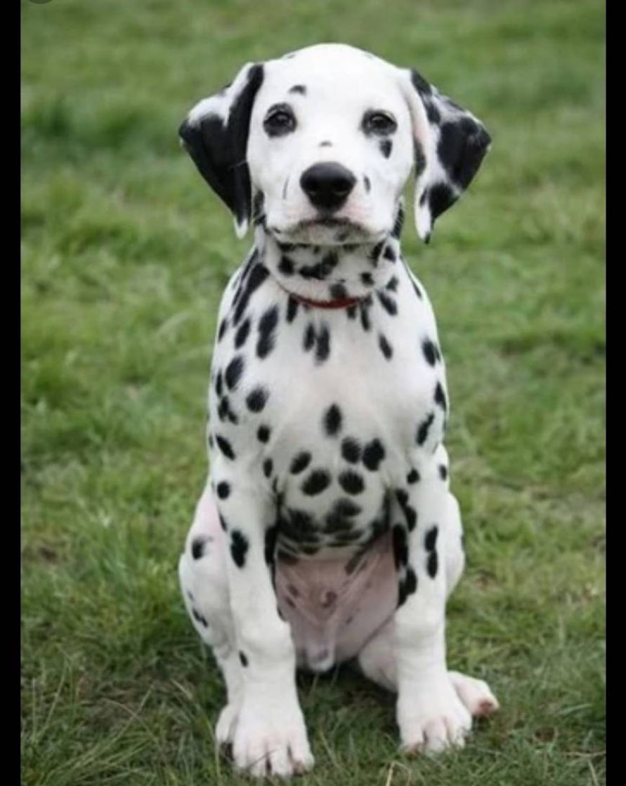 Fashion DALMATA