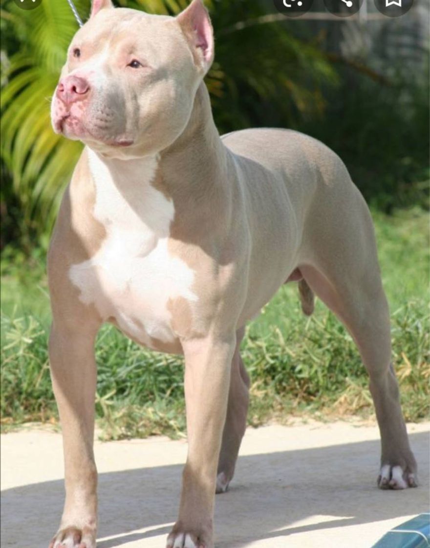 Fashion AMERICAN PITBULL TERRIER 