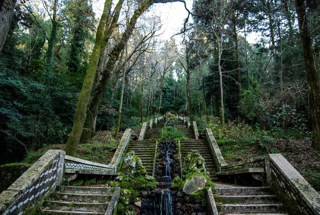 Lugar Mata Nacional do Buçaco