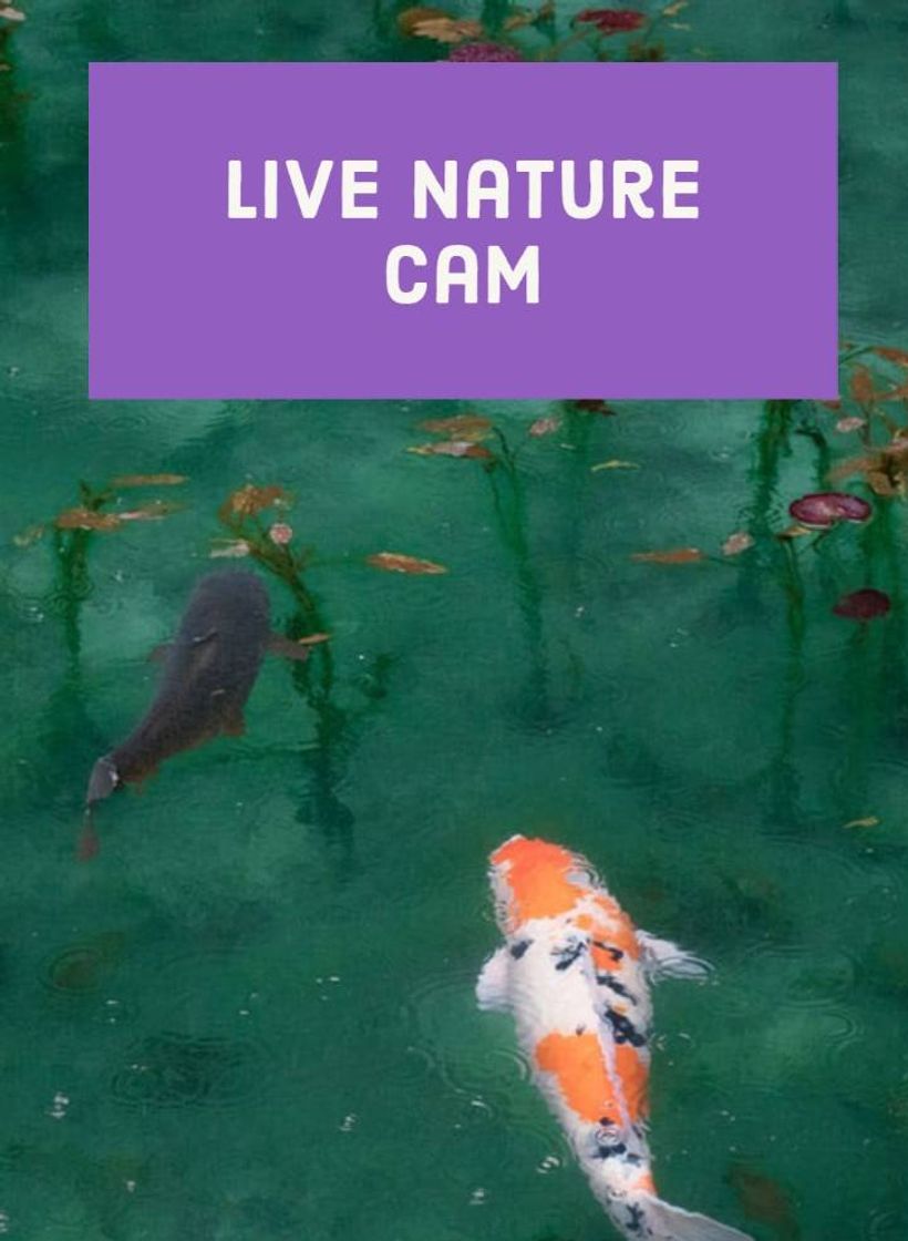 Moda Explore Live Nature Cams