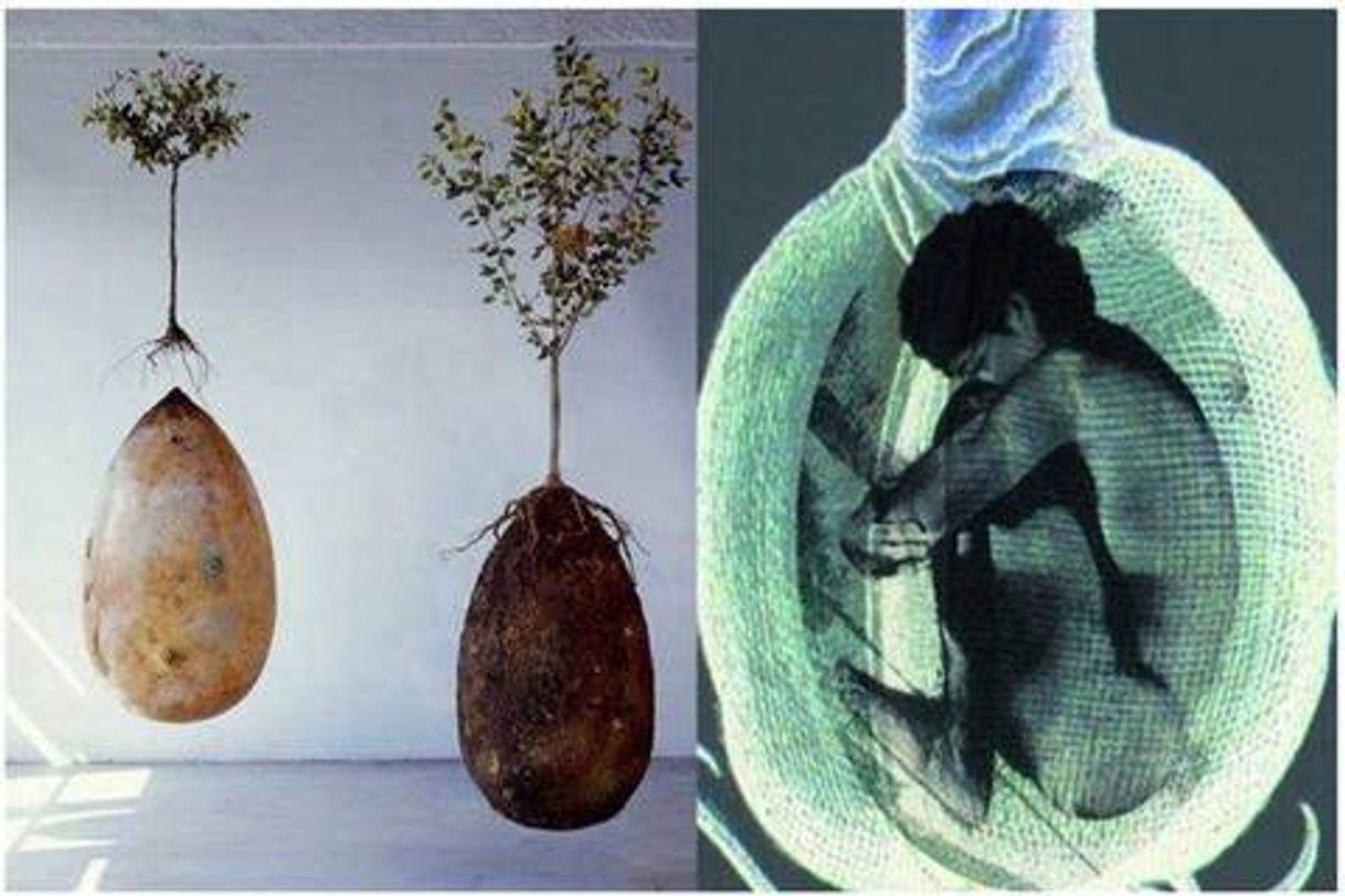 Moda Capsula Mundi - The biodegradable urn to become a tree